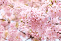 伊勢崎市みらい公園(いせさき市民のもり公園)の河津桜が見頃のピークです (2024年)