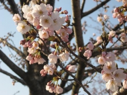 波志江沼の桜は２～３分咲き