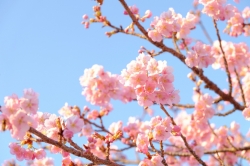 伊勢崎市みらい公園(いせさき市民のもり公園)河津桜が咲き始めました (2024年)
