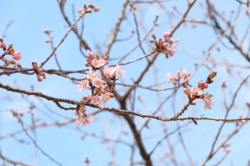 いせさき市民のもり公園の河津桜が咲き始めました (2022年)