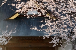 春の便り－桜