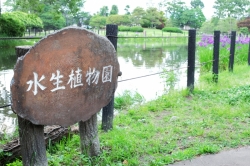 華蔵寺公園『水生植物園』のハナショウブが見頃を迎えています (2021年)