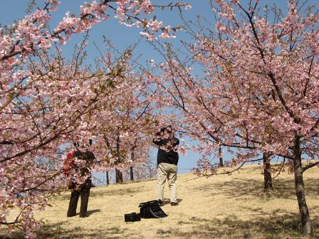 桜を撮影する人も