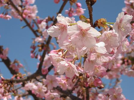 久しぶりに見る桜のピンク色ですね