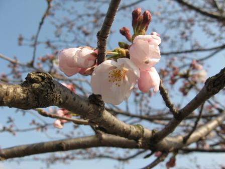 冷たい風にも負けず咲き始めた桜