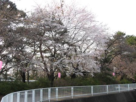 この桜の木だけほぼ満開です