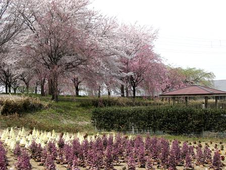 御嶽山自然公園入口。桜は少し高い所に