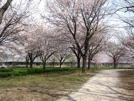 桜の下、シートを広げお花見する人も