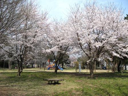 せせらぎ公園：桜を見ながらバーベキュー。いいですね