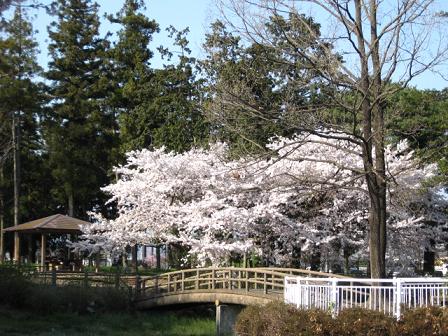 水生植物園：橋の下は今、水が無いですが、桜と橋はいい風情です