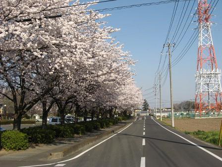 みやまセンター：桜ロードです