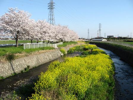 早川沿い：桜と菜の花がきれいでした