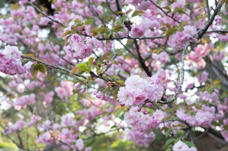 八重桜の関山桜かな？