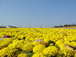 市内 秋の花名所イベント情報