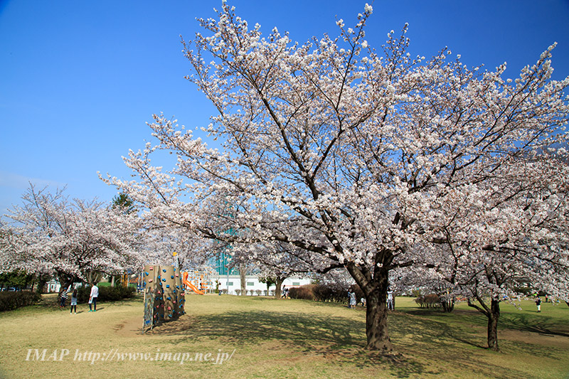グリーンパークの桜