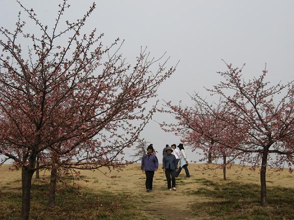 ほんのり香る桜の中をお散歩