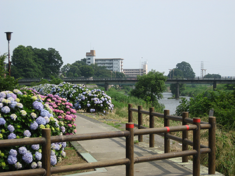 遊歩道から見た栄橋、道の両脇に咲くあじさい