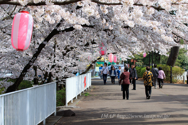 華蔵寺公園の桜が満開に 季節の話題 おでかけ 観光 伊勢崎市を再発見 Imap