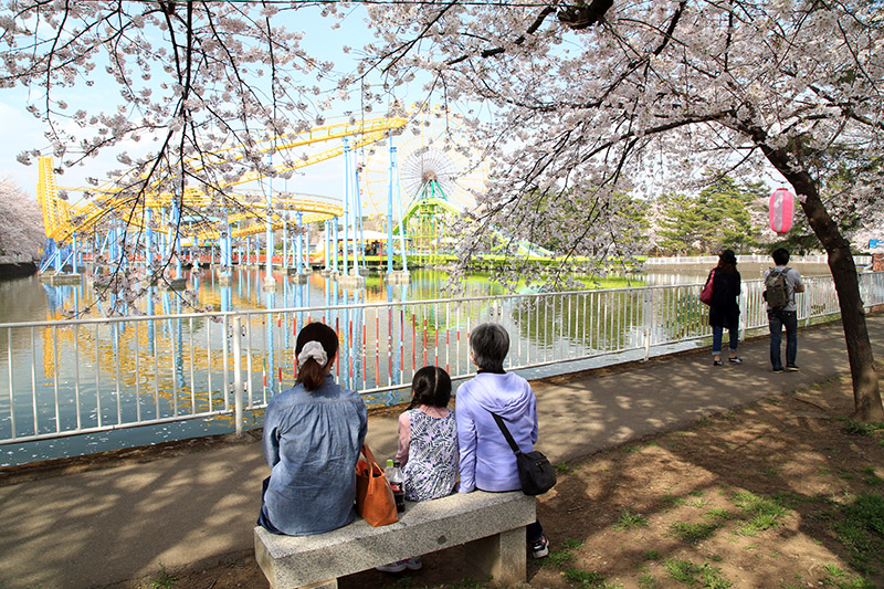 華蔵寺公園の桜が満開に 季節の話題 おでかけ 観光 伊勢崎市を再発見 Imap