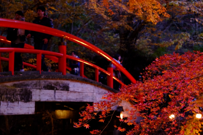 たくさんの観光客が訪れる紅葉の名所『河鹿橋』