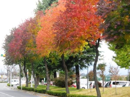伊勢崎市民病院北の通りの街路樹です