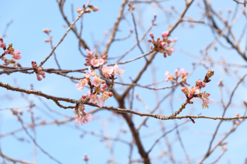 咲き始めている河津桜