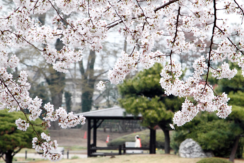 華蔵寺公園の桜は今が見ごろ