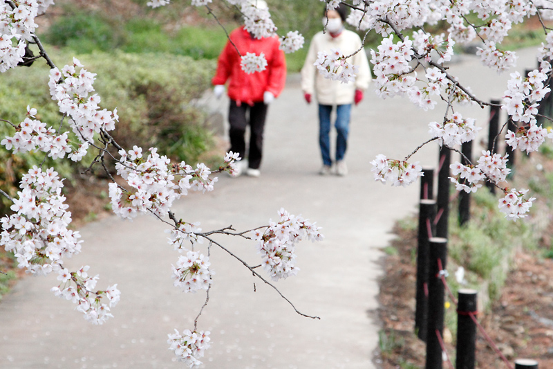朝早くから満開の桜の中散歩する姿も