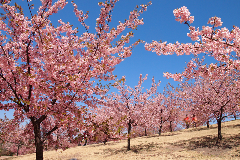 伊勢崎市内では河津桜が見ごろのピーク 一部葉桜に 季節の話題 おでかけ 観光 伊勢崎市を再発見 Imap