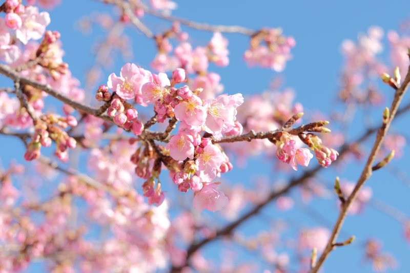 咲き始めている河津桜