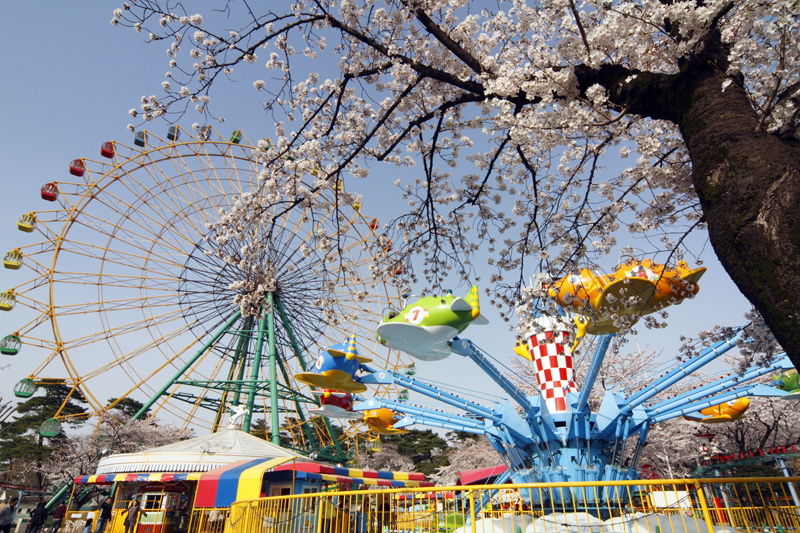 華蔵寺公園の桜ほぼ満開に 4月10日 季節の話題 おでかけ 観光 伊勢崎市を再発見 Imap