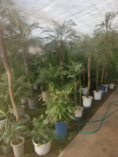 サンスベリア、カポック、ユッカなどさまざまな種類の観葉植物のレンタルも行っている。会社や店舗からも人気。