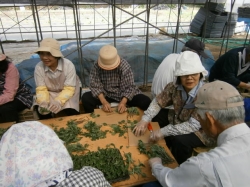 小菊の会挿し芽準備及び挿し芽作業19日、20日