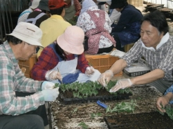 小菊の会挿し芽準備及び挿し芽作業19日、20日