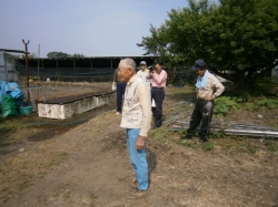 小菊の会挿し芽準備及び挿し芽作業19日、20日