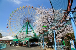 華蔵寺公園の桜が満開に