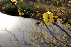 いせさきふらっと観光　『ろう梅の岸辺』