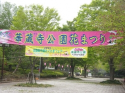 華蔵寺公園花まつり　開催！<br />満開の桜、そして燃えるようなつつじ・・・何度も足を運んでみて！