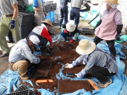 小菊の会挿し芽準備及び挿し芽作業19日、20日