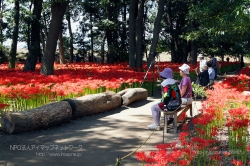 早川淵の彼岸花が見ごろに