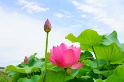 あかぼり蓮園 「天幕城趾」