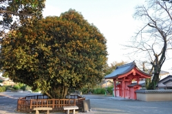 【国指定天然記念物】華蔵寺のキンモクセイが見頃を迎えています