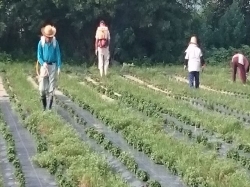 除草剤散布！