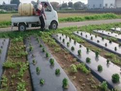 除草剤散布！