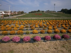 小菊の里開園