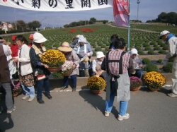 小菊の里開園