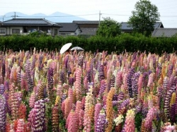 ルピナスが見頃です<br />カラフルでどこか不思議な花園