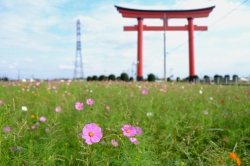 いせさきふらっと観光　『小泉稲荷神社とコスモス畑』