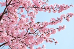 伊勢崎市みらい公園(いせさき市民のもり公園)の河津桜が満開となりました (2023年)