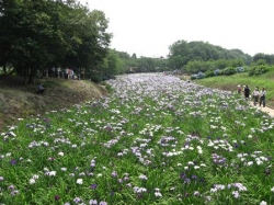 赤堀花しょうぶ園まつり開催<br />国指定史跡に咲くたくさんの花しょうぶ